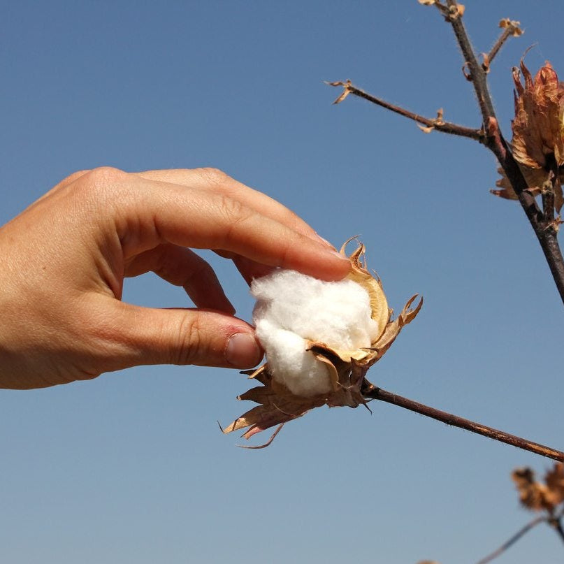 From Field to Fashion: The Quality of Cotton in Men's Wear